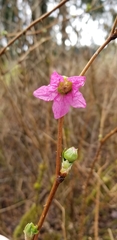 Rubus spectabilis