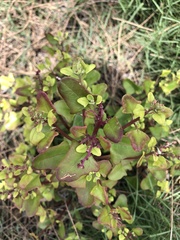 Chenopodium robertianum
