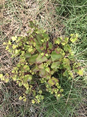 Chenopodium robertianum