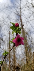 Rubus spectabilis