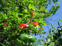Lonicera sempervirens sempervirens