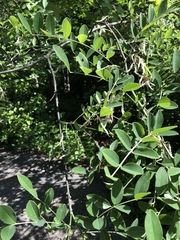 Styphnolobium affine