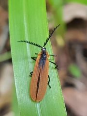 Metriorrhynchus variipennis