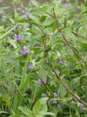 Hygrophila