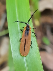 Metriorrhynchus variipennis
