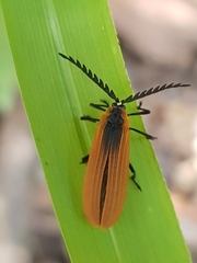 Metriorrhynchus variipennis