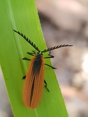 Metriorrhynchus variipennis