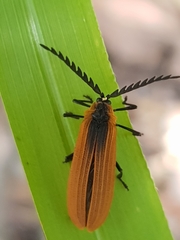 Metriorrhynchus variipennis