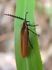 Metriorrhynchus variipennis