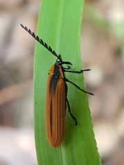 Metriorrhynchus variipennis