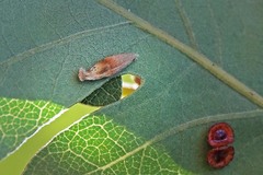 Atrusca clavuloides