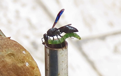 Allorhynchium chinense