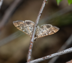 Nacoleia rhoeoalis