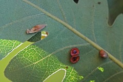 Atrusca clavuloides