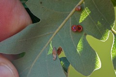 Atrusca clavuloides