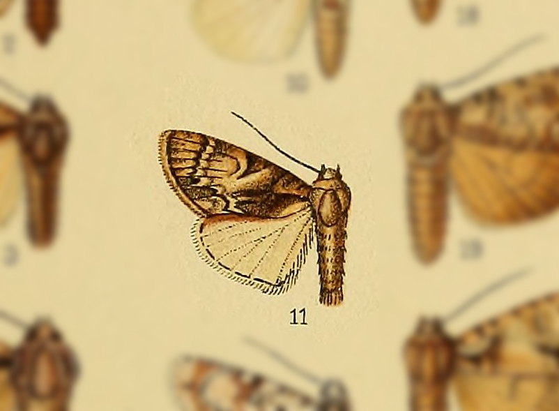 Acronicta hemileuca
