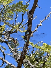 Rhionaeschna jalapensis