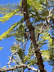 Rhionaeschna jalapensis