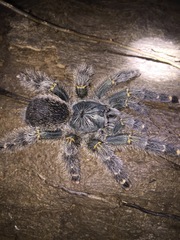 Avicularia rufa
