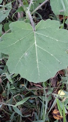 Solanum viarum