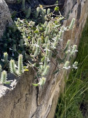 Tetramerium