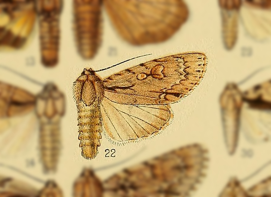 Acronicta iria
