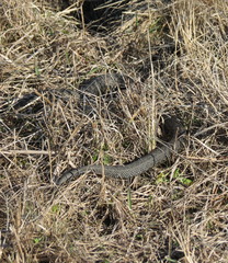 Vipera renardi
