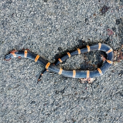 Rhinocheilus antonii