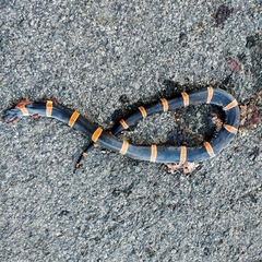 Rhinocheilus antonii