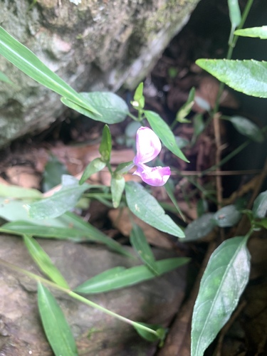 Image of Dicliptera tinctoria by (c) 呂一起(Lu i-chi), some rights reserved (CC BY)