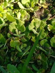 Pistia stratiotes