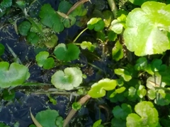 Hydrocotyle ranunculoides