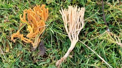 Ramariopsis tenuiramosa