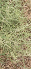 Caroxylon imbricatum