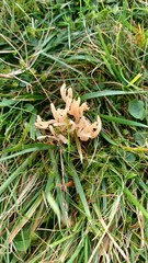 Ramariopsis tenuiramosa