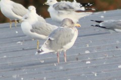 Larus glaucescens × occidentalis