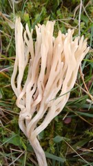 Ramariopsis tenuiramosa