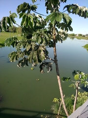 Cecropia pachystachya