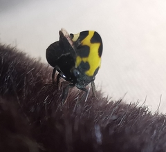 Membracis mexicana
