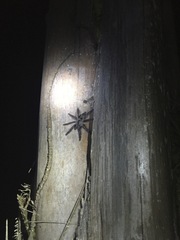 Tapinauchenius plumipes