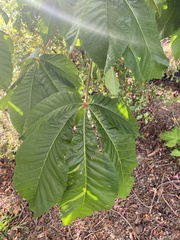 Aesculus