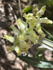 Lachenalia lutea