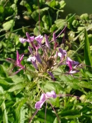 Cleome houtteana