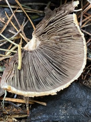 Agaricus smithianus