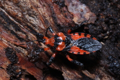 Tegea atropicta