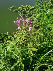 Cleome houtteana