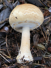 Agaricus smithianus