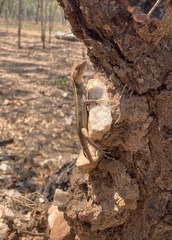 Diporiphora jugularis