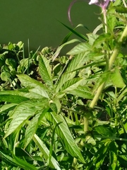 Cleome houtteana