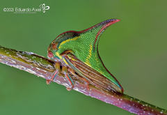 Umbonia crassicornis
